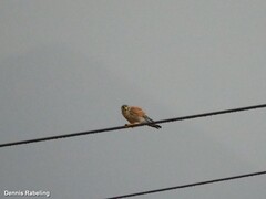 Falco tinnunculus dacotiae