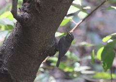 Phylloscopus griseolus