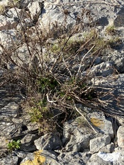 Limbarda crithmoides