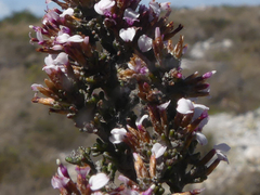 Disparago ericoides
