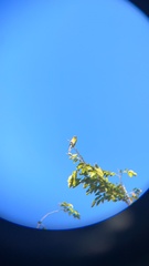 Spindalis portoricensis