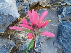 Castilleja rigida