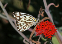 Belenois gidica abyssinica