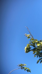 Spindalis portoricensis