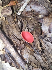 Sarcoscypha macaronesica