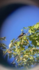 Icterus portoricensis
