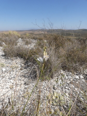 Ornithogalum juncifolium