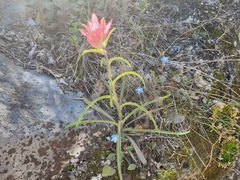Castilleja rigida