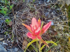 Castilleja rigida
