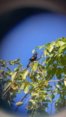 Icterus portoricensis
