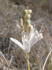 Ornithogalum juncifolium