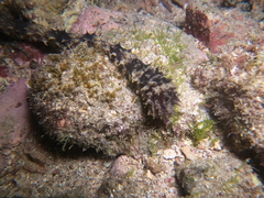 Holothuria impatiens