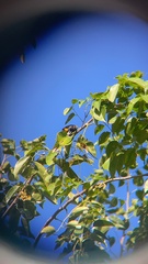 Icterus portoricensis