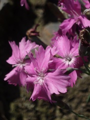 Dianthus gratianopolitanus