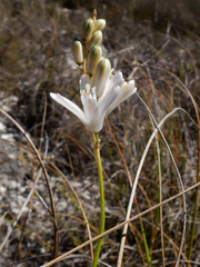 Ornithogalum juncifolium
