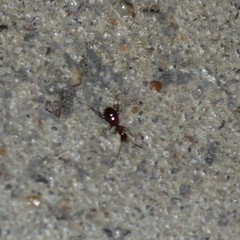 Acanthinus argentinus