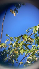 Icterus portoricensis