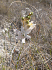 Ornithogalum juncifolium
