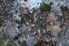 Umbilicaria