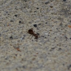 Acanthinus argentinus