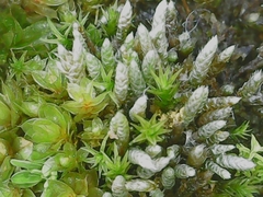 Bryum argenteum