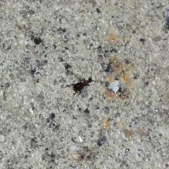 Acanthinus argentinus