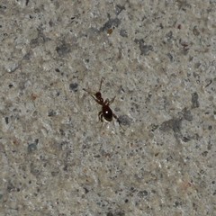 Acanthinus argentinus