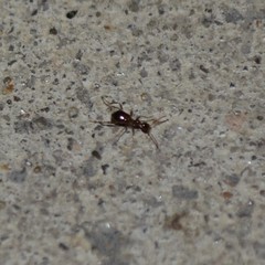 Acanthinus argentinus