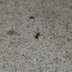 Acanthinus argentinus