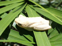 Hyperolius viridiflavus