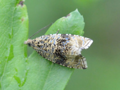 Syricoris