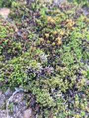 Bryum argenteum