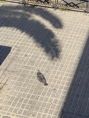 Columba livia domestica