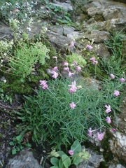 Dianthus gratianopolitanus