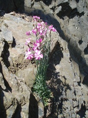 Dianthus gratianopolitanus