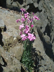 Dianthus gratianopolitanus