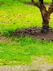 Pterorhinus perspicillatus