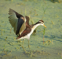 Northern Jacana photo 4