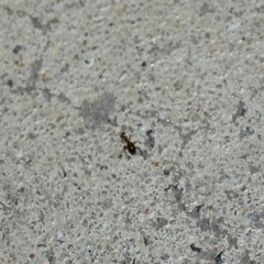 Acanthinus argentinus