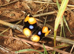 Junonia hierta cebrene