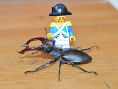 Lucanus cervus turcicus