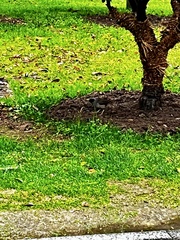 Pterorhinus perspicillatus