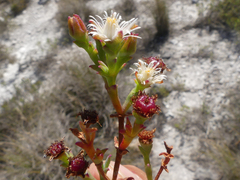 Ruschia tenella