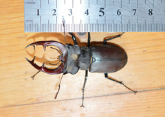 Lucanus cervus turcicus