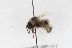 Bombus flavidus