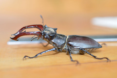 Lucanus cervus turcicus
