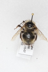 Bombus flavidus