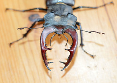 Lucanus cervus turcicus