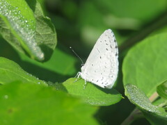 Celastrina neglecta