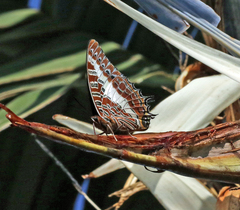 Charaxes brutus